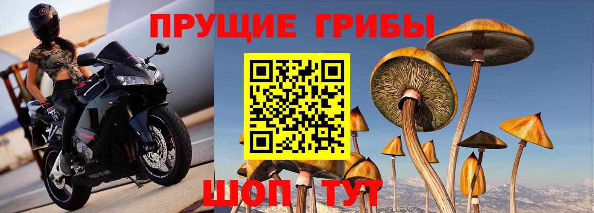 Псилоцибиновые грибы GOLDEN TEACHER  Богородск  Псилоцибиновые грибы GOLDEN TEACHER 